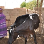 Cow Project